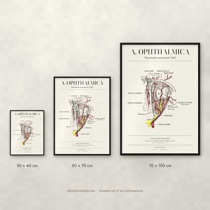A. Ophthalmica Poster im Größenvergleich: 30 × 40, 50 × 70 und 70 × 100 cm