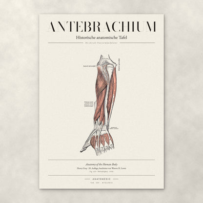 Antebrachium – Die dorsale Unterarmmuskulatur – Anatomie-Poster von ANATOMEDIC, historische anatomische Tafel: Die dorsale Unterarmmuskulatur