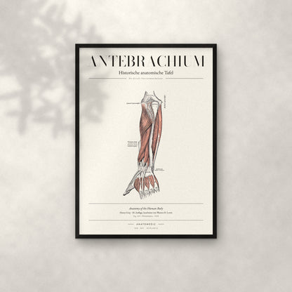 Antebrachium – Die dorsale Unterarmmuskulatur Anatomie-Poster im schwarzen Rahmen an heller Wand