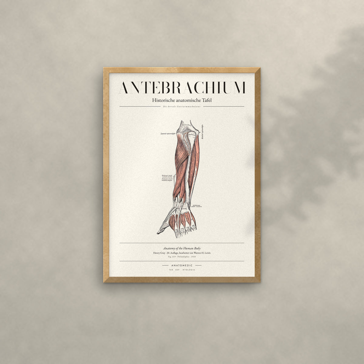 Antebrachium Anatomie-Poster im Eichenrahmen an heller Wand