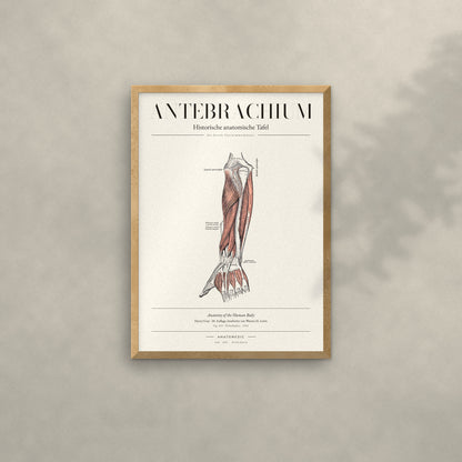 Antebrachium Anatomie-Poster im Eichenrahmen an heller Wand