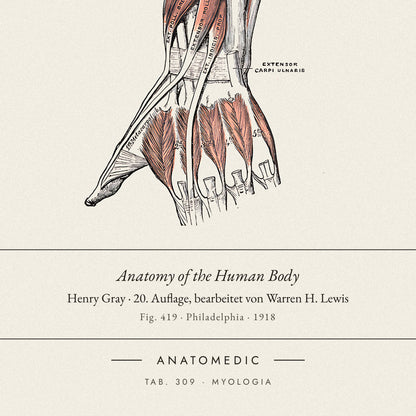Nahaufnahme der Bildunterschrift: Anatomy of the Human Body · Henry Gray · 20. Auflage, bearbeitet von Warren H. Lewis, TAB. 309 · MYOLOGIA