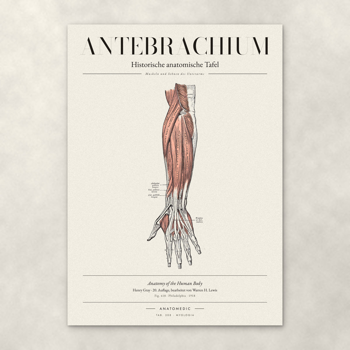 Antebrachium – Muskeln und Sehnen des Unterarms – Anatomie-Poster von ANATOMEDIC, historische anatomische Tafel: Muskeln und Sehnen des Unterarms