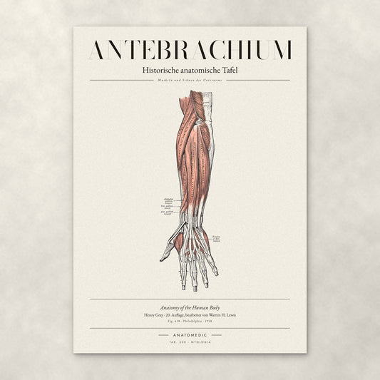 Antebrachium – Muskeln und Sehnen des Unterarms – Anatomie-Poster von ANATOMEDIC, historische anatomische Tafel: Muskeln und Sehnen des Unterarms