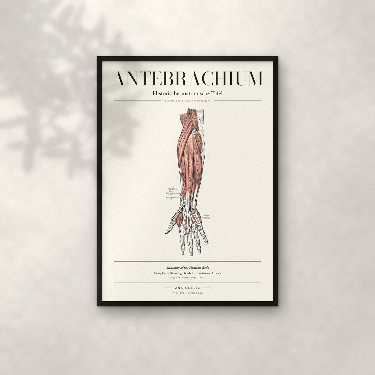 Antebrachium – Muskeln und Sehnen des Unterarms Anatomie-Poster im schwarzen Rahmen an heller Wand