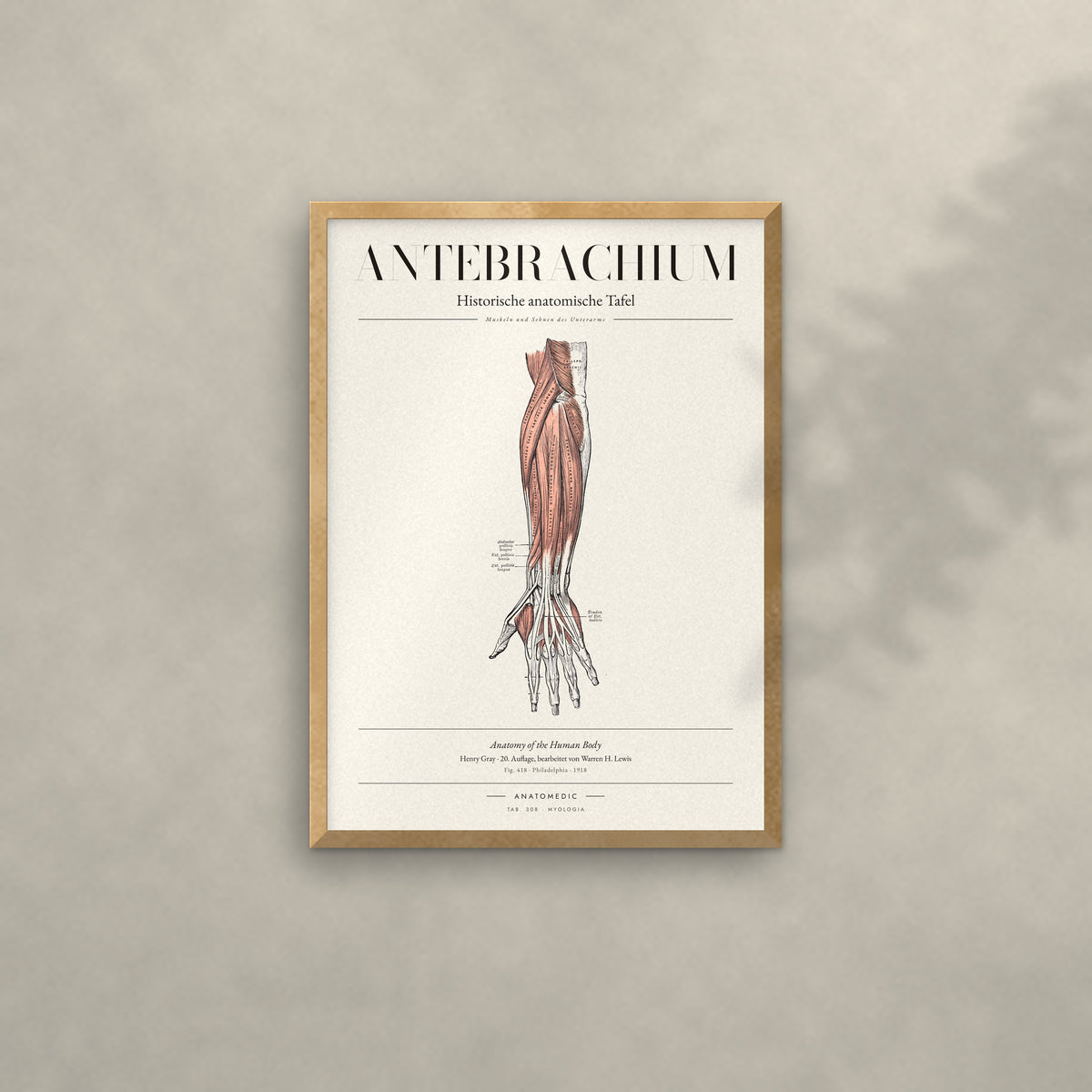 Antebrachium Anatomie-Poster im Eichenrahmen an heller Wand