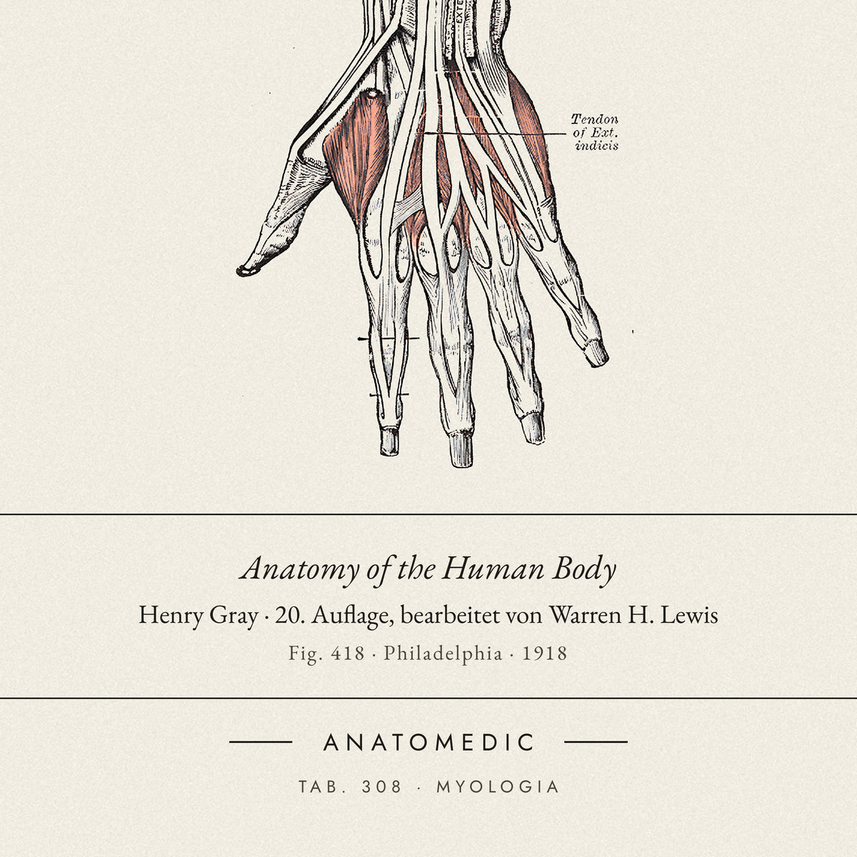 Nahaufnahme der Bildunterschrift: Anatomy of the Human Body · Henry Gray · 20. Auflage, bearbeitet von Warren H. Lewis, TAB. 308 · MYOLOGIA