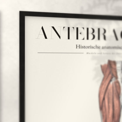 Nahaufnahme von Rahmenecke und Titel „Antebrachium – Muskeln und Sehnen des Unterarms“