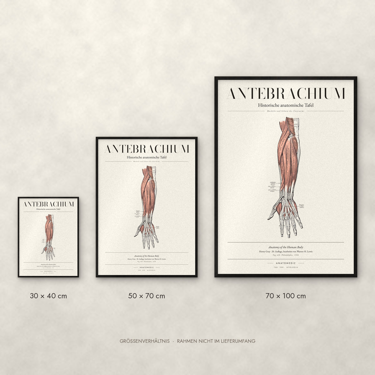 Antebrachium – Muskeln und Sehnen des Unterarms Poster im Größenvergleich: 30 × 40, 50 × 70 und 70 × 100 cm
