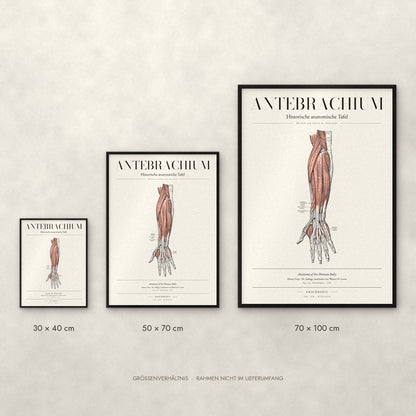 Antebrachium – Muskeln und Sehnen des Unterarms Poster im Größenvergleich: 30 × 40, 50 × 70 und 70 × 100 cm