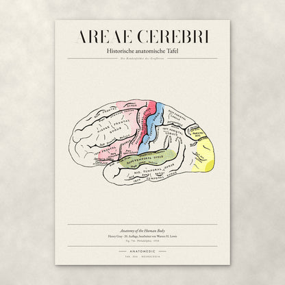 Areae Cerebri – Anatomie-Poster von ANATOMEDIC, historische anatomische Tafel: Die Rindenfelder des Großhirns