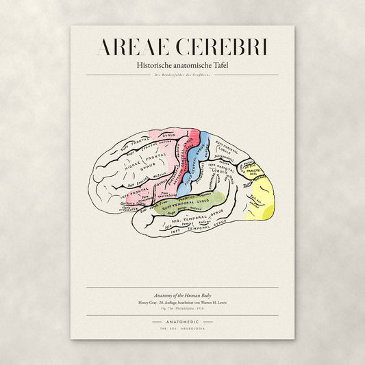 Areae Cerebri – Anatomie-Poster von ANATOMEDIC, historische anatomische Tafel: Die Rindenfelder des Großhirns