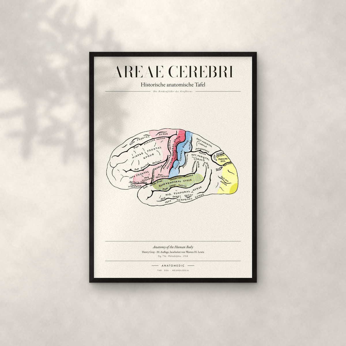 Areae Cerebri Anatomie-Poster im schwarzen Rahmen an heller Wand
