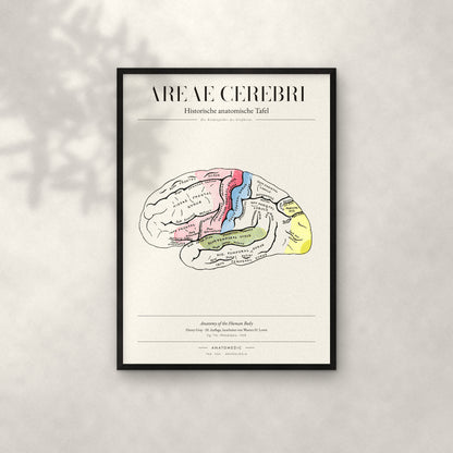 Areae Cerebri Anatomie-Poster im schwarzen Rahmen an heller Wand