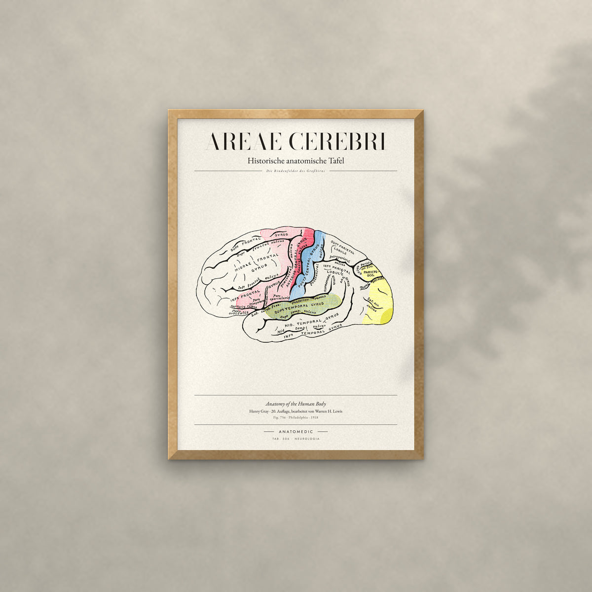 Areae Cerebri Anatomie-Poster im Eichenrahmen an heller Wand