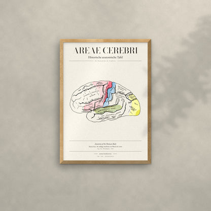 Areae Cerebri Anatomie-Poster im Eichenrahmen an heller Wand