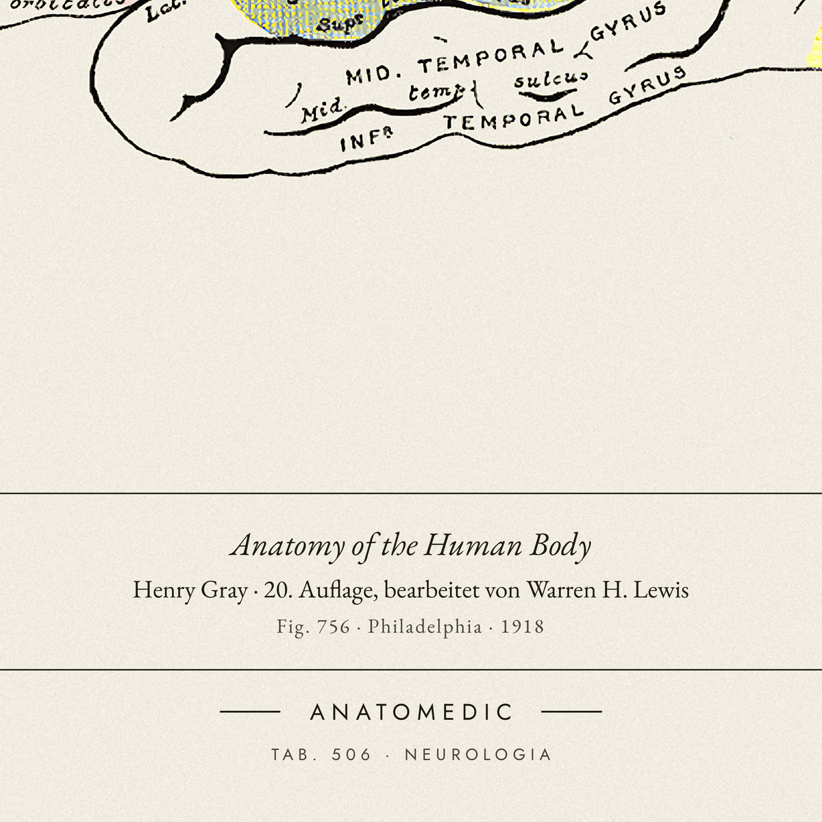 Nahaufnahme der Bildunterschrift: Anatomy of the Human Body · Henry Gray · 20. Auflage, bearbeitet von Warren H. Lewis, TAB. 506 · NEUROLOGIA