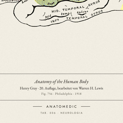 Nahaufnahme der Bildunterschrift: Anatomy of the Human Body · Henry Gray · 20. Auflage, bearbeitet von Warren H. Lewis, TAB. 506 · NEUROLOGIA