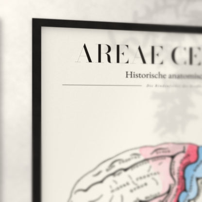 Nahaufnahme von Rahmenecke und Titel „Areae Cerebri“