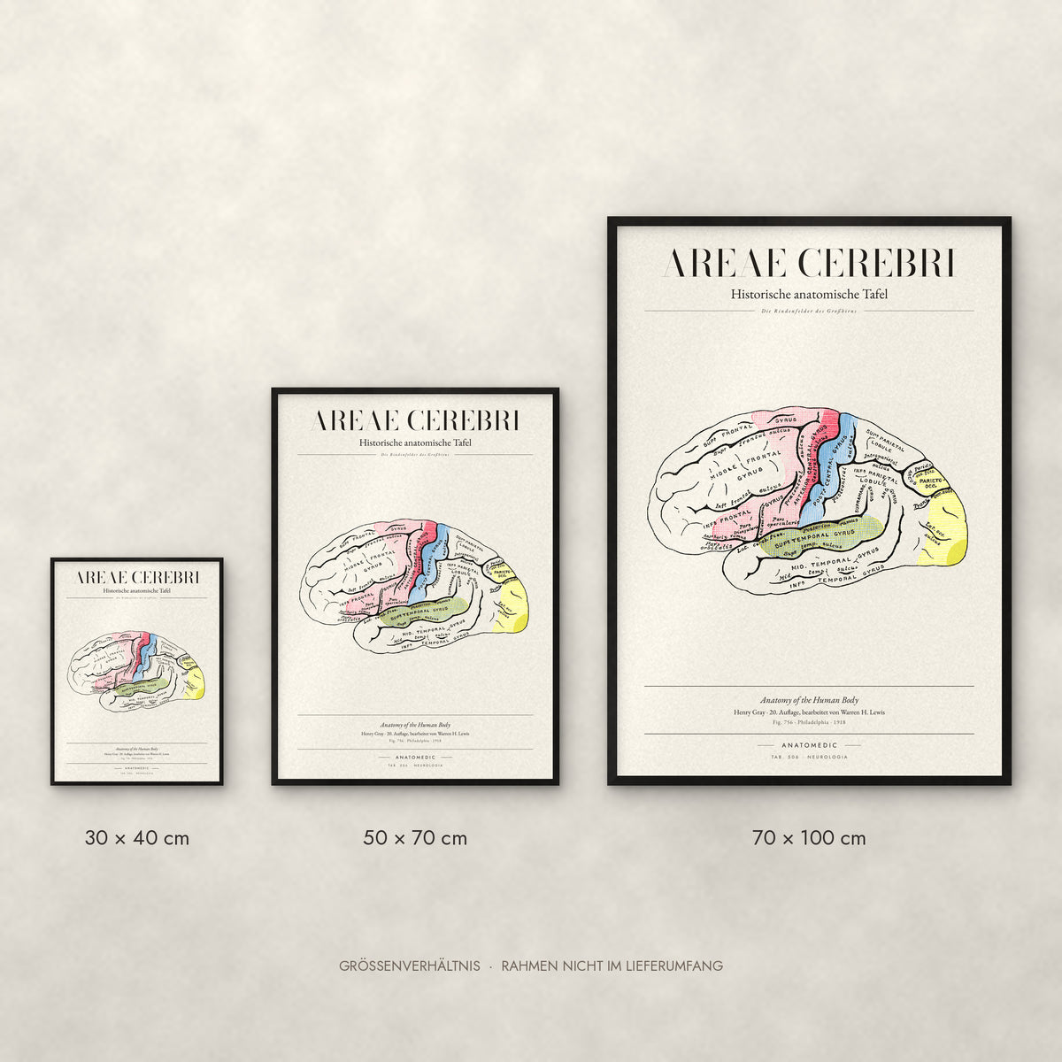 Areae Cerebri Poster im Größenvergleich: 30 × 40, 50 × 70 und 70 × 100 cm