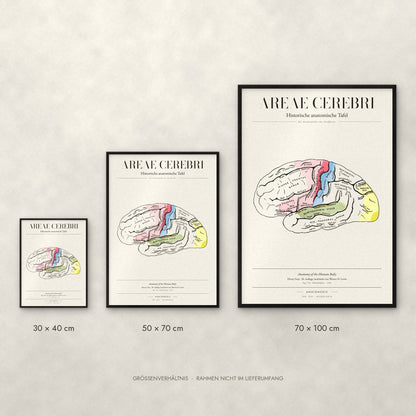 Areae Cerebri Poster im Größenvergleich: 30 × 40, 50 × 70 und 70 × 100 cm