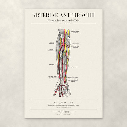 Arteriae Antebrachii – Anatomie-Poster von ANATOMEDIC, historische anatomische Tafel: A. radialis und A. ulnaris