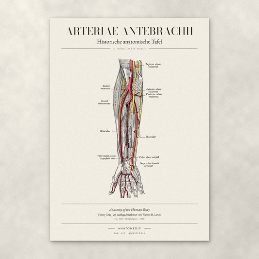 Arteriae Antebrachii – Anatomie-Poster von ANATOMEDIC, historische anatomische Tafel: A. radialis und A. ulnaris