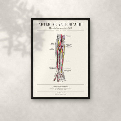 Arteriae Antebrachii Anatomie-Poster im schwarzen Rahmen an heller Wand