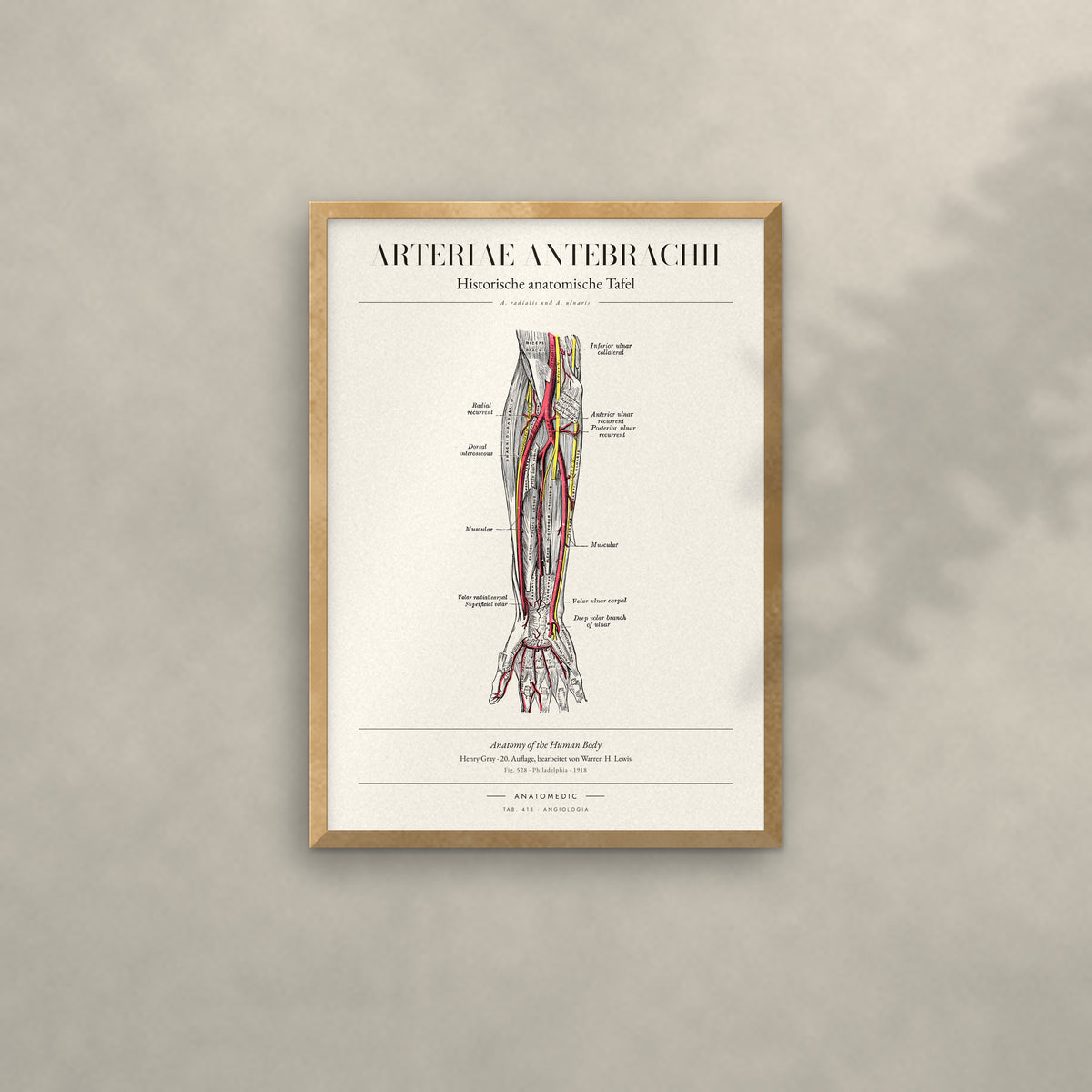 Arteriae Antebrachii Anatomie-Poster im Eichenrahmen an heller Wand