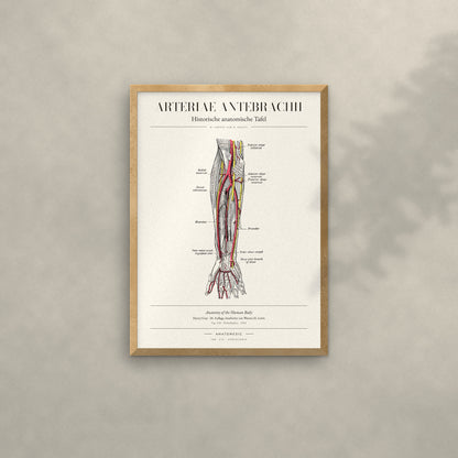 Arteriae Antebrachii Anatomie-Poster im Eichenrahmen an heller Wand