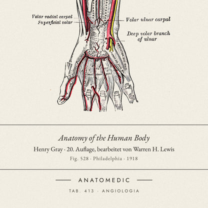 Nahaufnahme der Bildunterschrift: Anatomy of the Human Body · Henry Gray · 20. Auflage, bearbeitet von Warren H. Lewis, TAB. 413 · ANGIOLOGIA