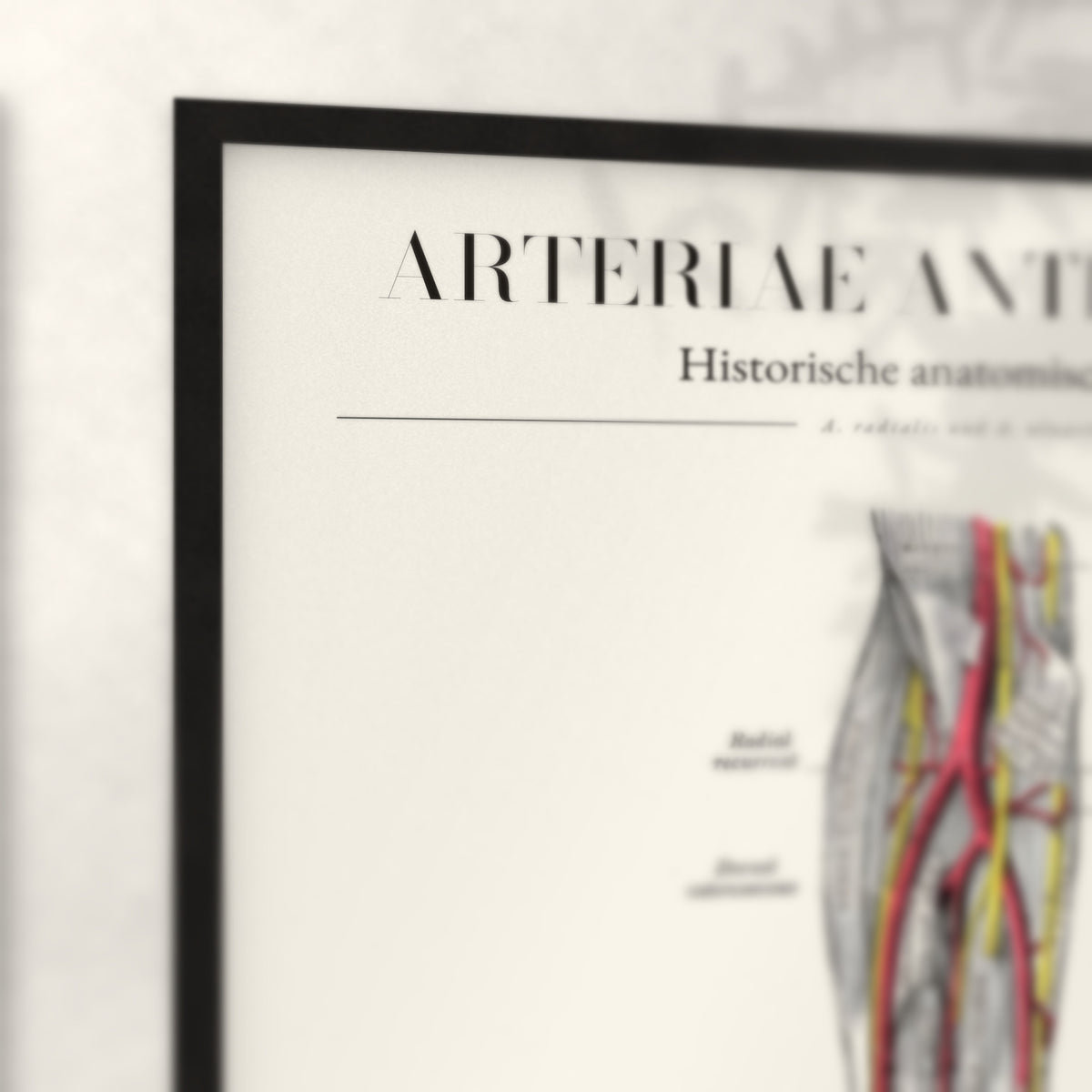 Nahaufnahme von Rahmenecke und Titel „Arteriae Antebrachii“