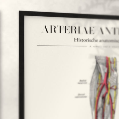 Nahaufnahme von Rahmenecke und Titel „Arteriae Antebrachii“