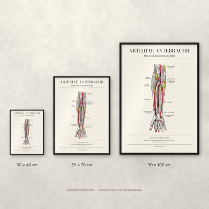Arteriae Antebrachii Poster im Größenvergleich: 30 × 40, 50 × 70 und 70 × 100 cm