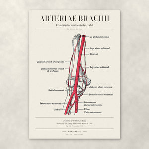 Arteriae Brachii – Anatomie-Poster von ANATOMEDIC, historische anatomische Tafel: Die Arterien des Arms
