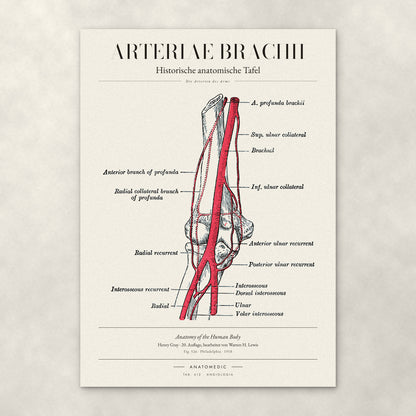 Arteriae Brachii – Anatomie-Poster von ANATOMEDIC, historische anatomische Tafel: Die Arterien des Arms