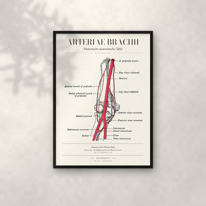 Arteriae Brachii Anatomie-Poster im schwarzen Rahmen an heller Wand