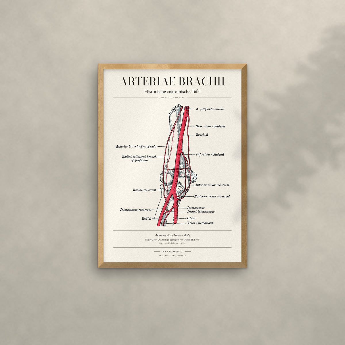 Arteriae Brachii Anatomie-Poster im Eichenrahmen an heller Wand