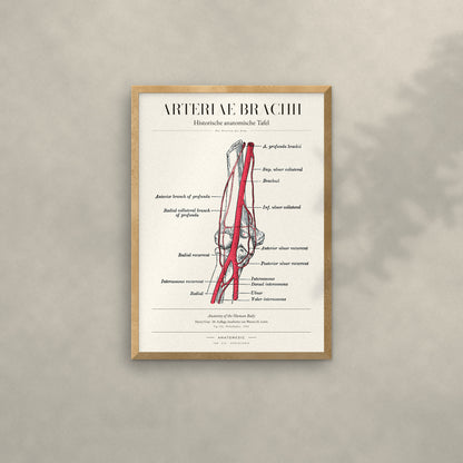 Arteriae Brachii Anatomie-Poster im Eichenrahmen an heller Wand
