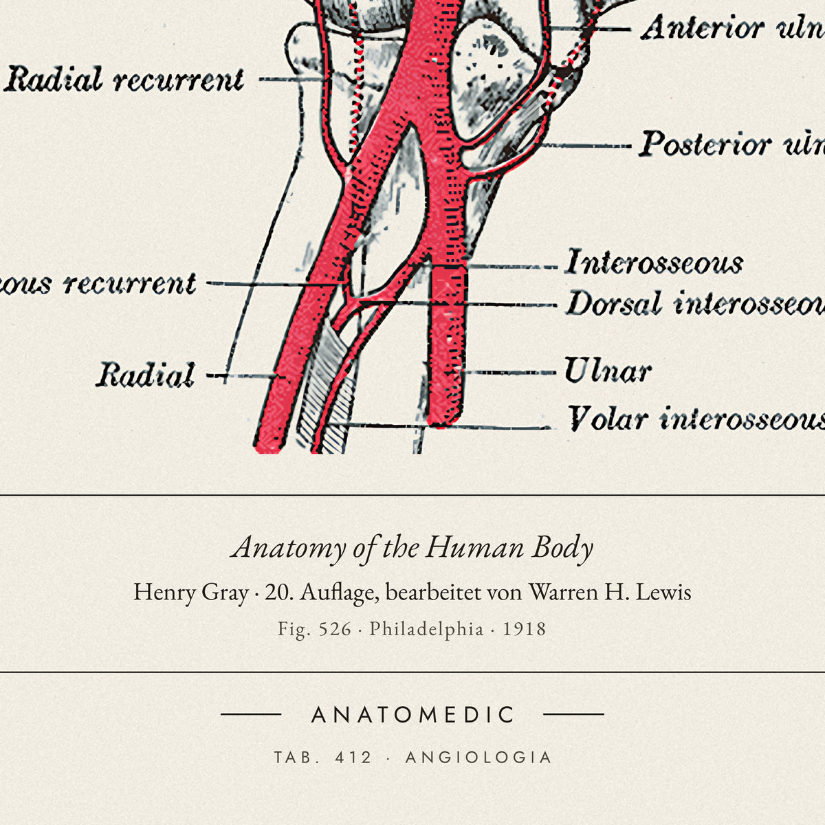 Nahaufnahme der Bildunterschrift: Anatomy of the Human Body · Henry Gray · 20. Auflage, bearbeitet von Warren H. Lewis, TAB. 412 · ANGIOLOGIA