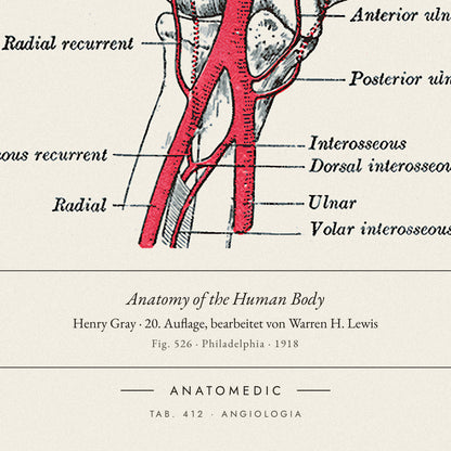 Nahaufnahme der Bildunterschrift: Anatomy of the Human Body · Henry Gray · 20. Auflage, bearbeitet von Warren H. Lewis, TAB. 412 · ANGIOLOGIA