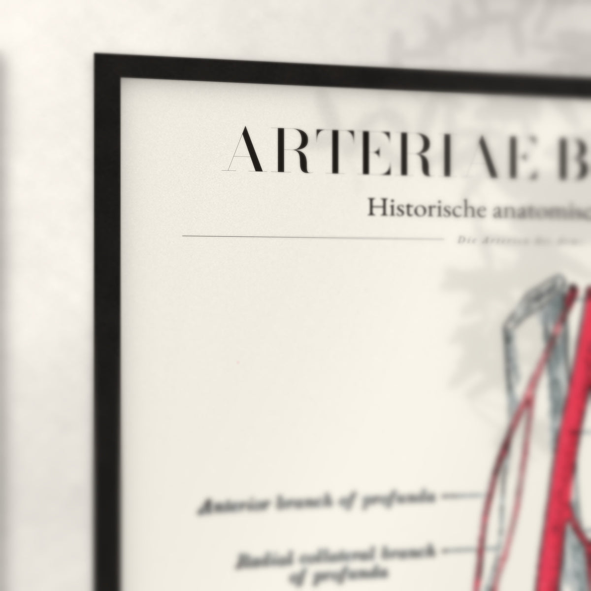 Nahaufnahme von Rahmenecke und Titel „Arteriae Brachii“