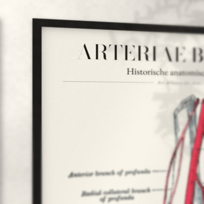 Nahaufnahme von Rahmenecke und Titel „Arteriae Brachii“