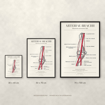 Arteriae Brachii Poster im Größenvergleich: 30 × 40, 50 × 70 und 70 × 100 cm