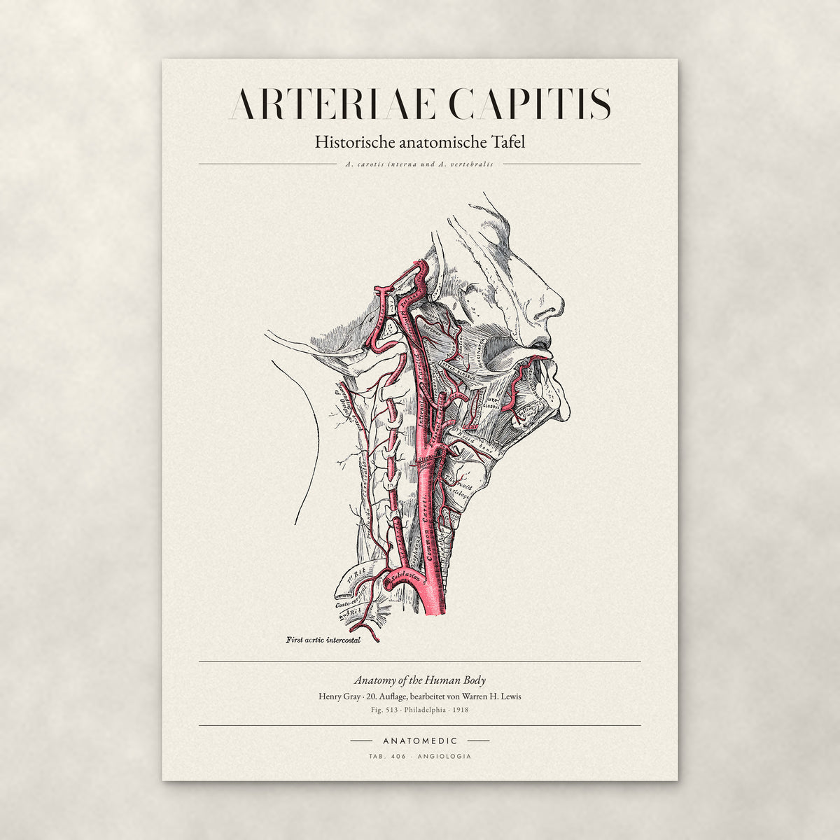 Arteriae Capitis – Anatomie-Poster von ANATOMEDIC, historische anatomische Tafel: A. carotis interna und A. vertebralis