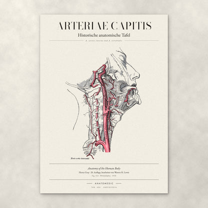 Arteriae Capitis – Anatomie-Poster von ANATOMEDIC, historische anatomische Tafel: A. carotis interna und A. vertebralis