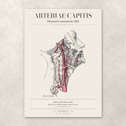 Arteriae Capitis – Anatomie-Poster von ANATOMEDIC, historische anatomische Tafel: A. carotis interna und A. vertebralis