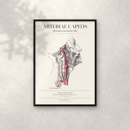 Arteriae Capitis Anatomie-Poster im schwarzen Rahmen an heller Wand