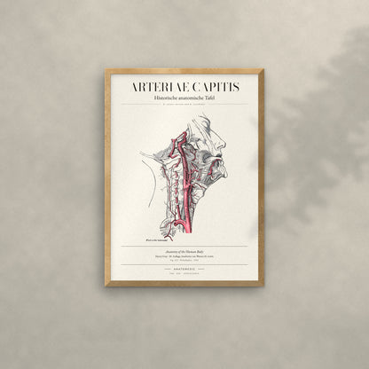 Arteriae Capitis Anatomie-Poster im Eichenrahmen an heller Wand