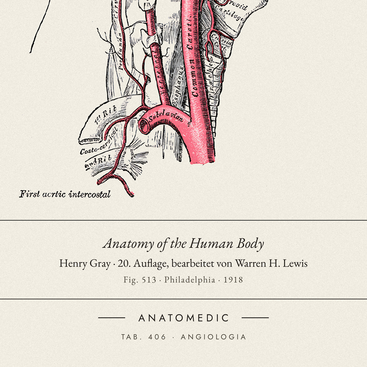 Nahaufnahme der Bildunterschrift: Anatomy of the Human Body · Henry Gray · 20. Auflage, bearbeitet von Warren H. Lewis, TAB. 406 · ANGIOLOGIA